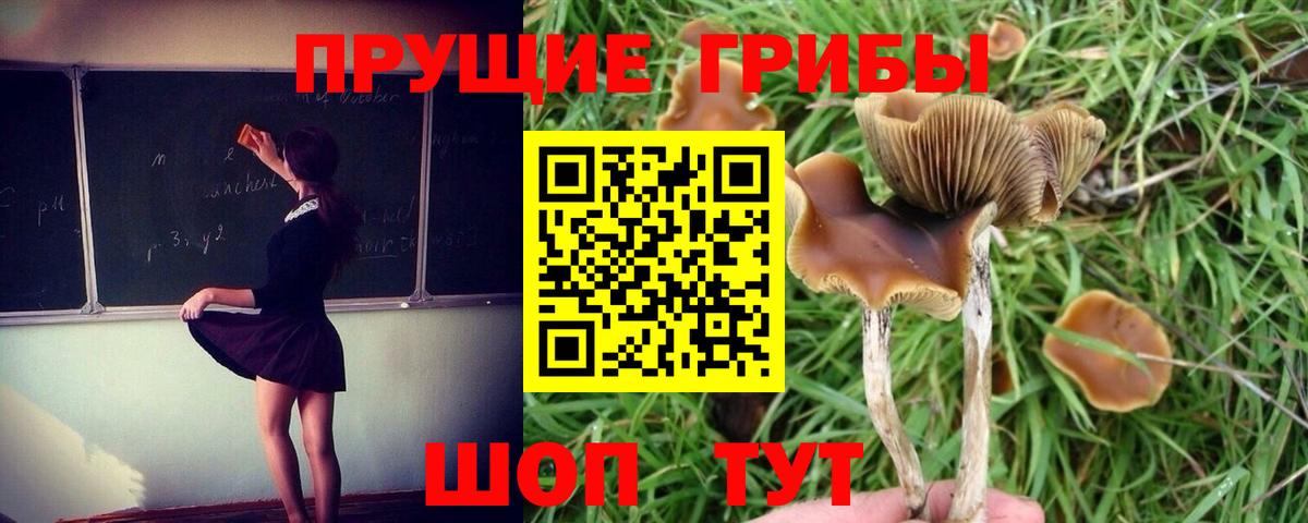 Псилоцибиновые грибы GOLDEN TEACHER Мурино